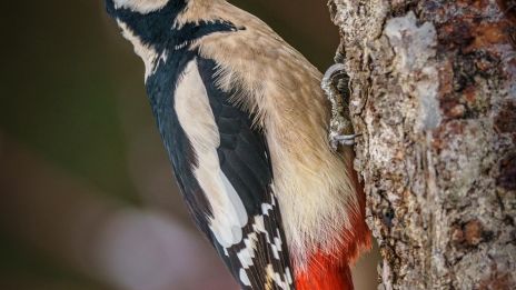 Dagens kraftdjur – Hackspett