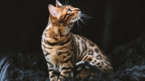 Dagens kraftdjur – Katt