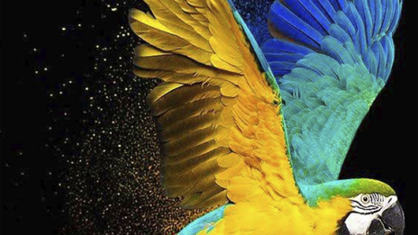 Dagens kraftdjur – Papegoja