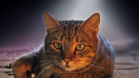 Djurorakelkort – Vägledning från djurens visdom