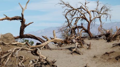 Drömmar om döden är goda tecken