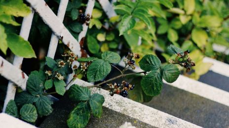 Gamla Engelska Vidskepelse