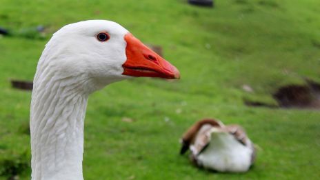 Gåsen i indianernas horoskop