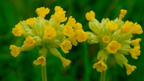 Gullvivan, den gyllene nyckeln till själens vår