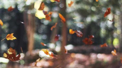 Hösten och Naturens Skatter för Hälsa och Lycka