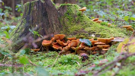 Höstens alla bestyr