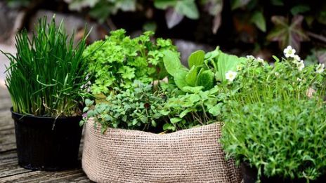 Höstens sista örter..