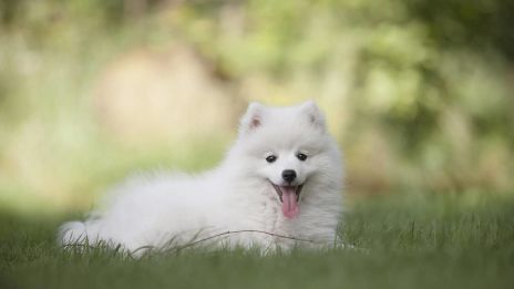 Hunden i kinesiskt horoskop