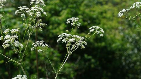 Hundkäx. De Vises Blomma och Vindens Röst