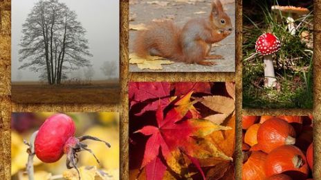 I somras rosor – nu nyttiga, magiska nypon