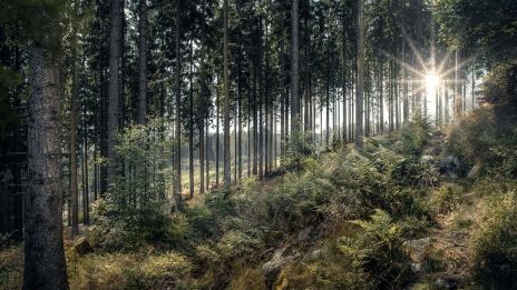 Idag ska jag ut i skogen