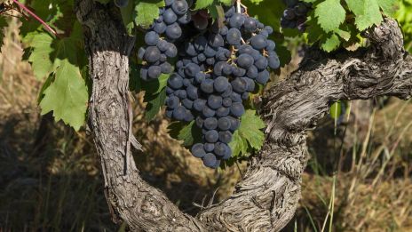 Vinalia hyllar gudarna och det nyss mogna vinet