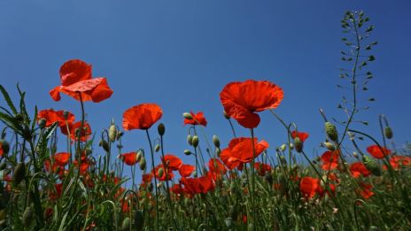 Juni betydelse i spiritualitet