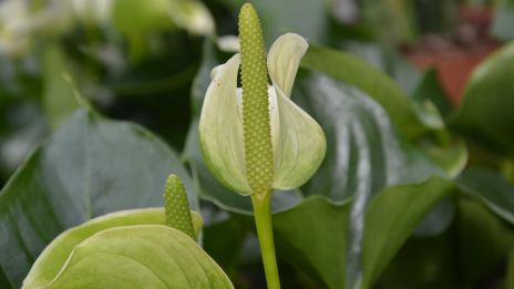 Kallan, skönhetens och övergångens blomma