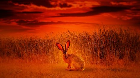 Kaninen står för möjligheter