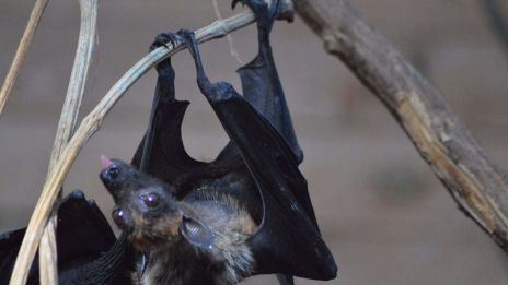 Kraftdjur Fladdermus