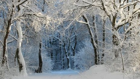 Magi och faror under juletid