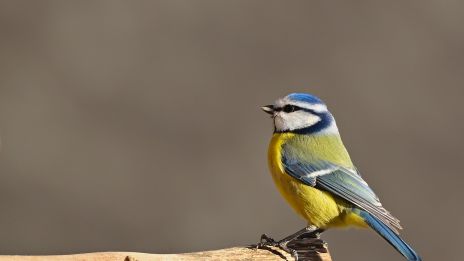 När blåmesen kom med ett budskap