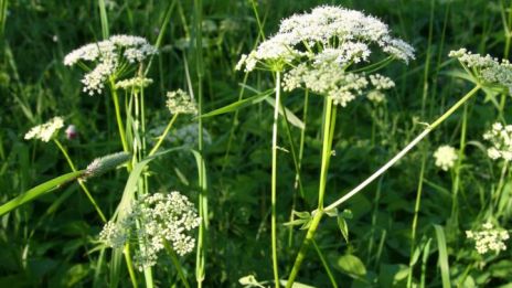 Ogräset, naturens mirakel