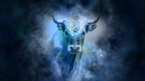 Oxen