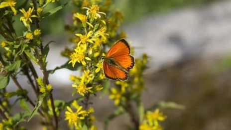 Ryssgubbar och gula rosor