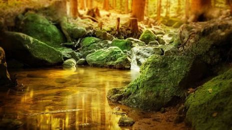 Skogspromenad i gryningen