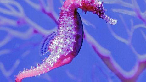 Skottlands Sjöhäst: Vackra Kelpie med Mörka Hemligheter