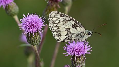Tistelblommans betydelse