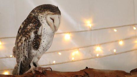 Våra “klara” sinnen