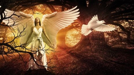 Vita duvor, vita änglar