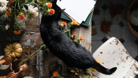 A fekete mágia titkai és valósága