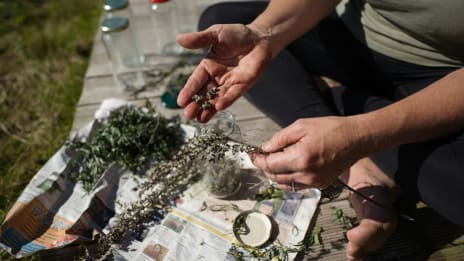 A gyógyító gyógynövények titkai