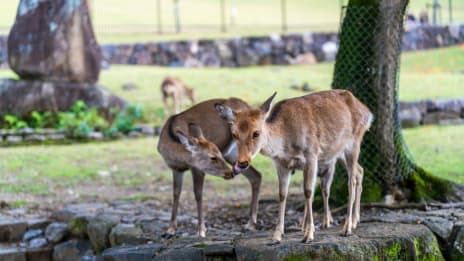Az állatokkal való kommunikáció jelentése