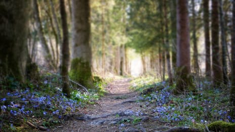 Luotettava ennustaja