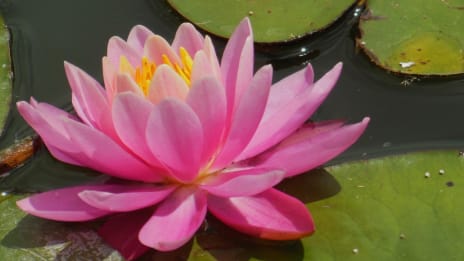 Tantra ja seksi - rakastamisen taito