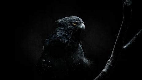 Horus ja taivaan haukkajumala