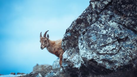 Stenbocken stjärntecken och dess kraft