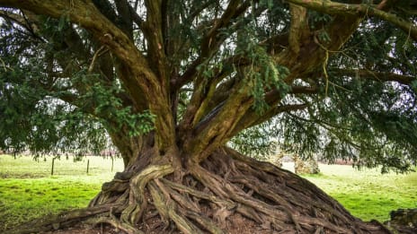 Yggdrasil och nio världars sammanlänkning