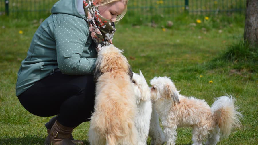 Komunikácia so zvieratami