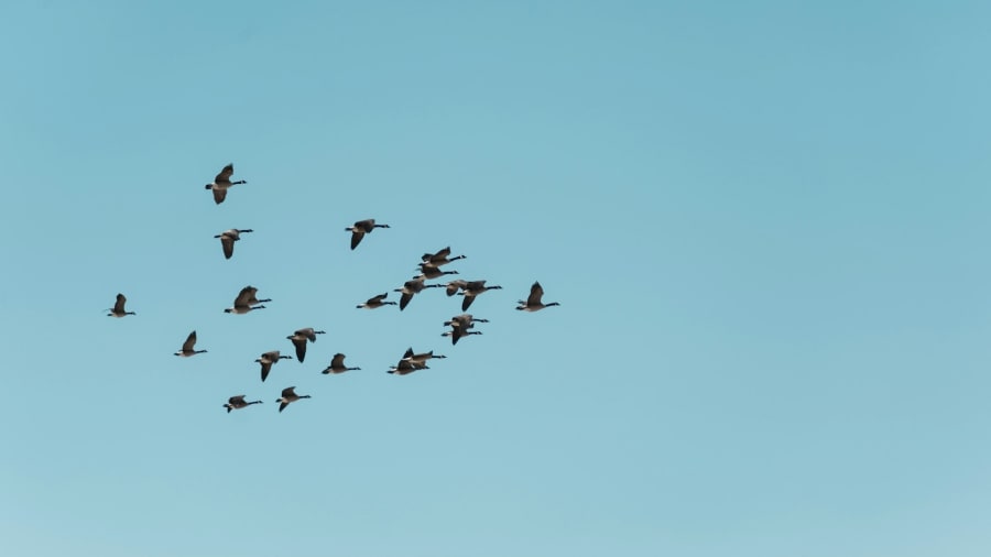 Význam slova augúria