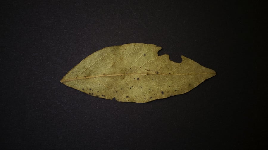 Vavřínový list (magie) a jeho význam