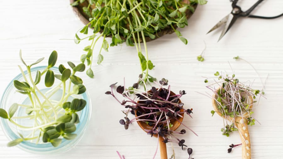 Vad är medicinalväxter?