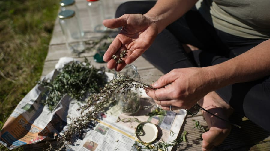 A gyógyító gyógynövények titkai