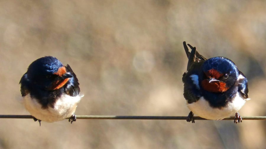 Vetovoiman laki on ajatuksen voima