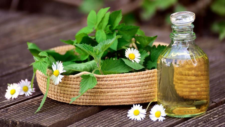 Käytännön lääkekasvit ennustamisessa