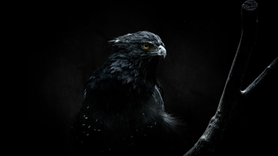 Horus ja taivaan haukkajumala