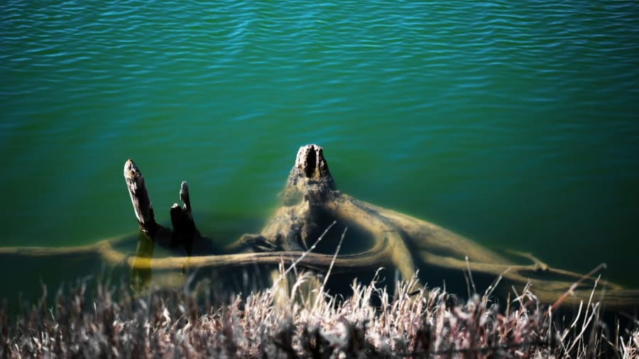 Ogopogo ja Okanaganin hirviö