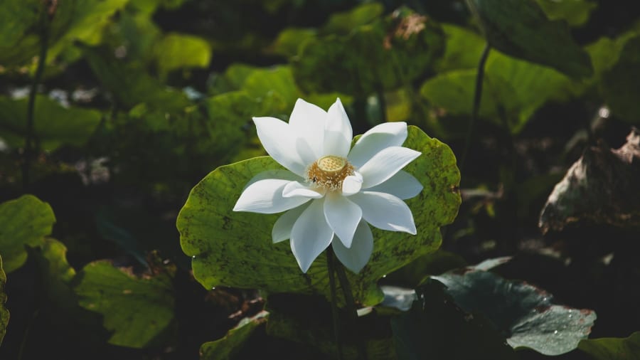 Saraswati ja viisauden jumalatar