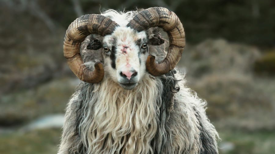 Væren og ildens første stjernetegn