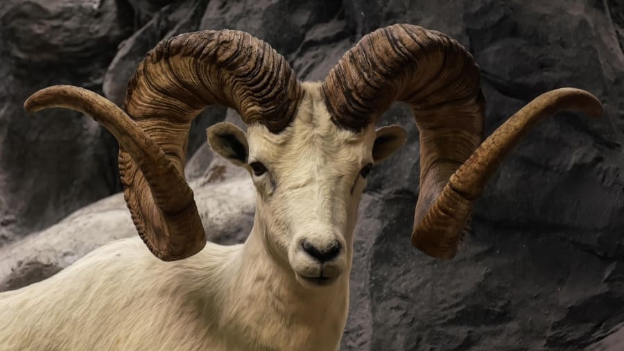 Znamenie baran a jeho význam